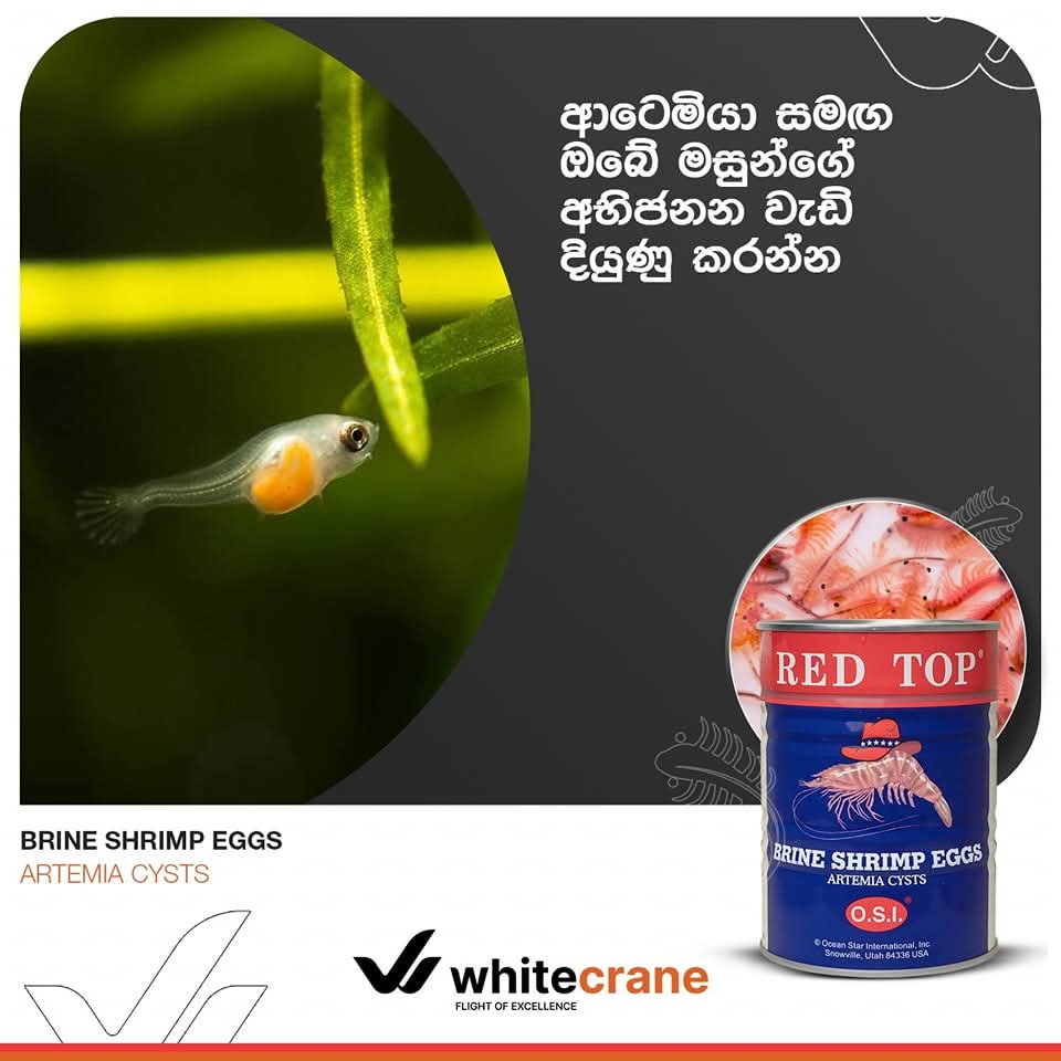 RED TOP Brineshimp Tin 454G